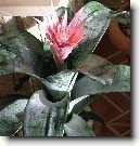 Échmea