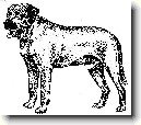 Dánská doga