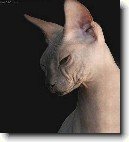 Donský sphynx
