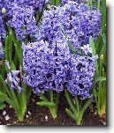 Hyacint v�chodn�