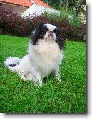 Japan chin, Japonsk� �in, Japon��k